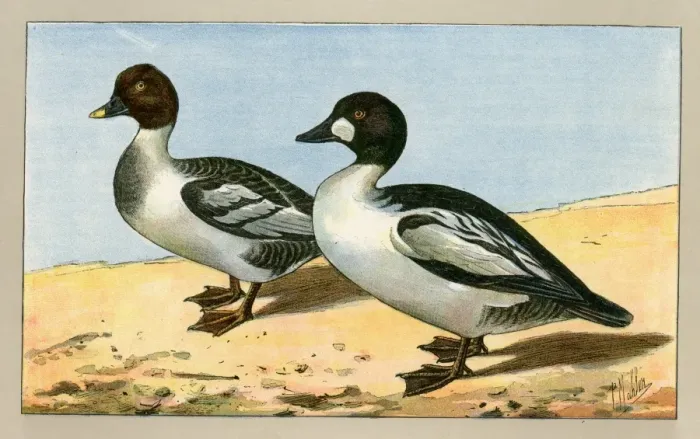 Framed Print : Two ducks.. 1907 Framed Print : Two ducks.. 1907