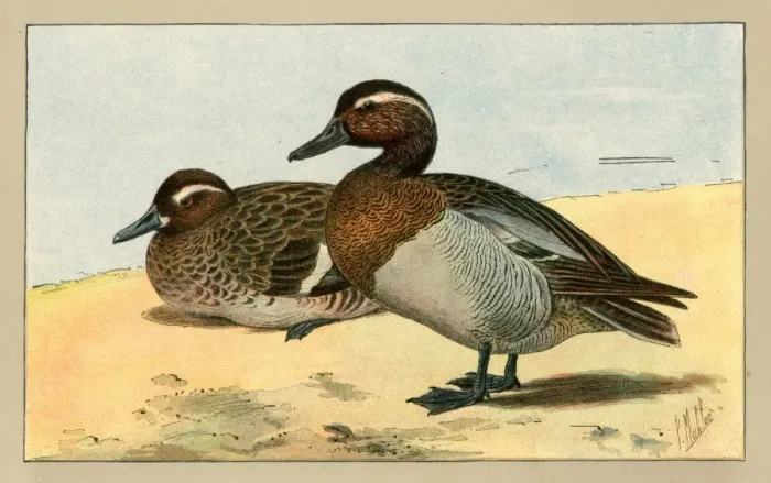 Framed Print : Two ducks.. 1907 Framed Print : Two ducks.. 1907