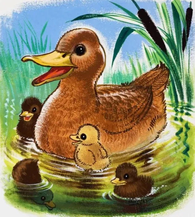 Framed Print : Ducks Framed Print : Ducks