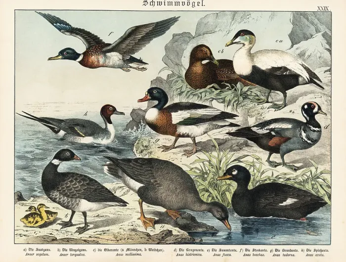 Framed Print : Ducks and geese Framed Print : Ducks and geese