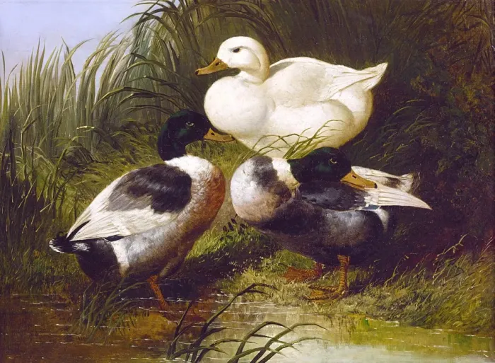 Framed Print : Ducks by a Stream, by John Frederick Herring Jr Framed Print : Ducks by a Stream, by John Frederick Herring Jr