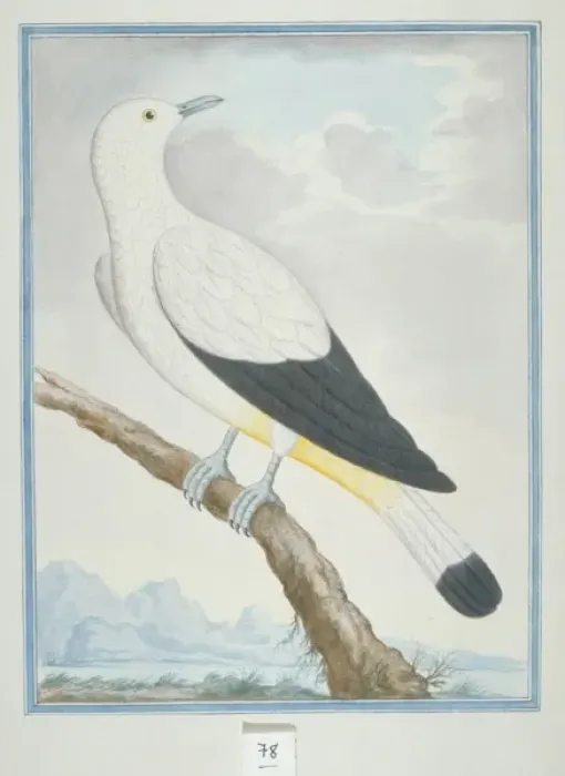 Framed Print : Ducula bicolor, pied imperial pigeon