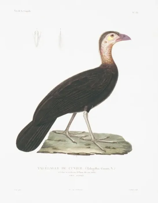 Framed Print : Ducula zoeae, banded imperial pigeon Framed Print : Ducula zoeae, banded imperial pigeon