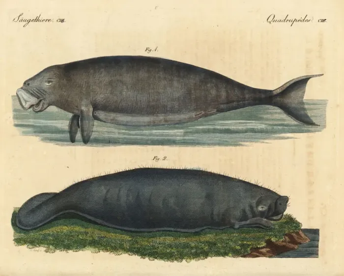 Framed Print : Dugong and Amazonian manatee Framed Print : Dugong and Amazonian manatee
