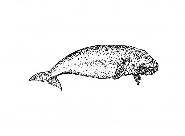 Dugong dugon, dugong