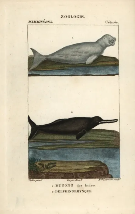 Framed Print : Dugong, Dugong dugon (vulnerable) and Amazon Framed Print : Dugong, Dugong dugon (vulnerable) and Amazon
