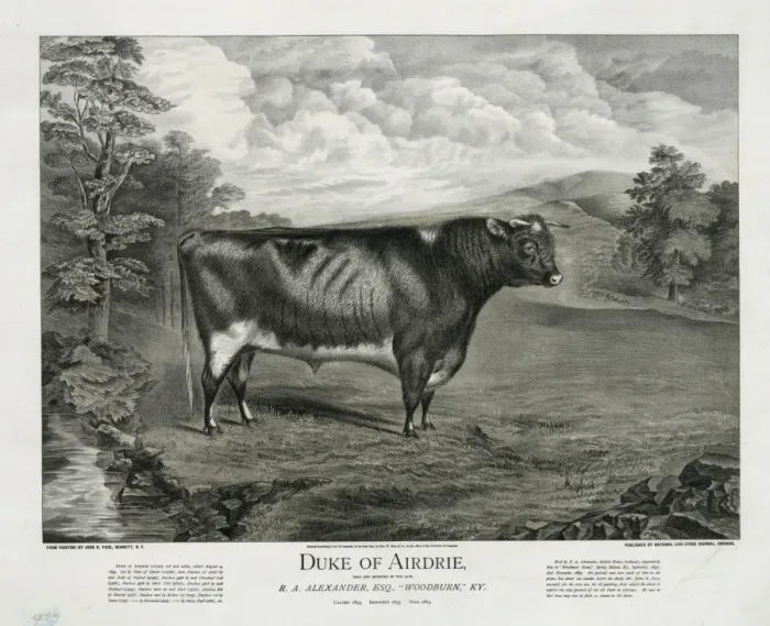 Framed Print : Duke of Airdrie Framed Print : Duke of Airdrie
