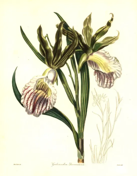 Framed Print : Duke of Devonshires galeandra orchid, Galeandra devoniana Framed Print : Duke of Devonshires galeandra orchid, Galeandra devoniana