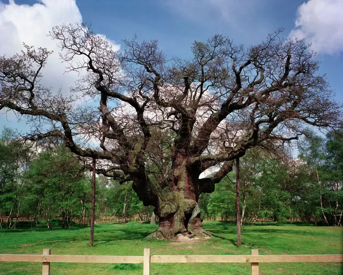 Framed Print : The Dukeries - Major Oak, Sherwood Forest Framed Print : The Dukeries - Major Oak, Sherwood Forest