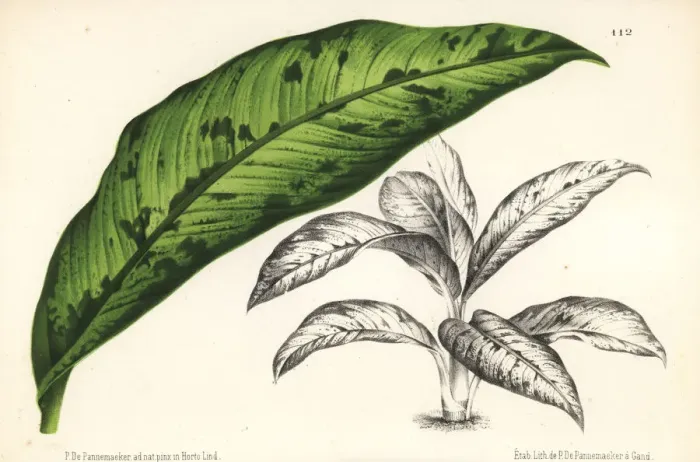 Framed Print : Dumb cane, Dieffenbachia bowmannii Framed Print : Dumb cane, Dieffenbachia bowmannii