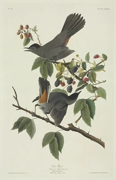 Dumetella carolinensis, grey catbird