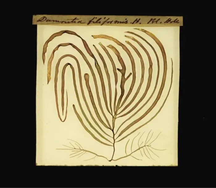 Framed Print : Dumontia contorta, seaweed Framed Print : Dumontia contorta, seaweed