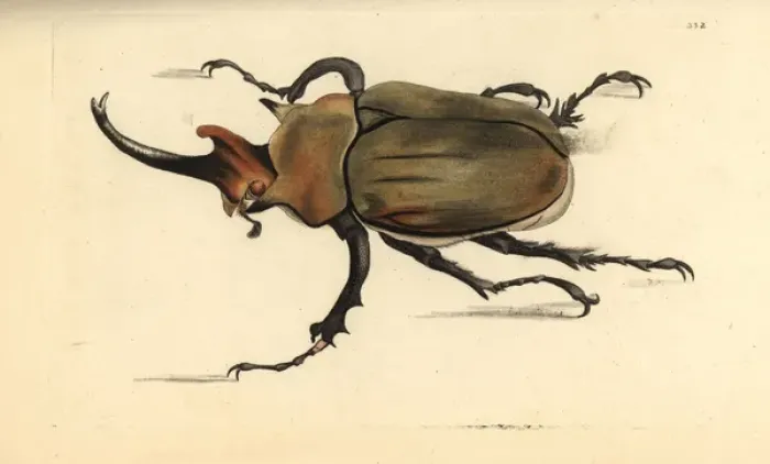 Framed Print : Dung beetle, Megasoma elephas Framed Print : Dung beetle, Megasoma elephas