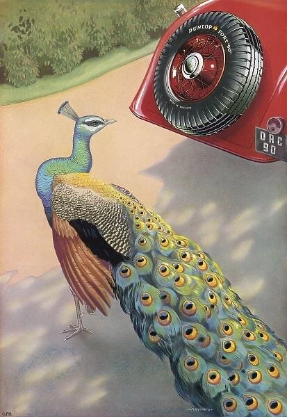 Dunlop Tyre Ad  /  Peacock