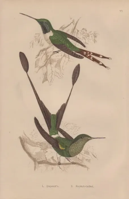 Framed Print : Duponts hummingbird, Tilmatura dupontii Framed Print : Duponts hummingbird, Tilmatura dupontii