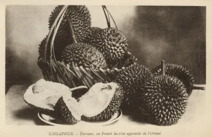 Framed Print : Durian fruit from Singapore Framed Print : Durian fruit from Singapore