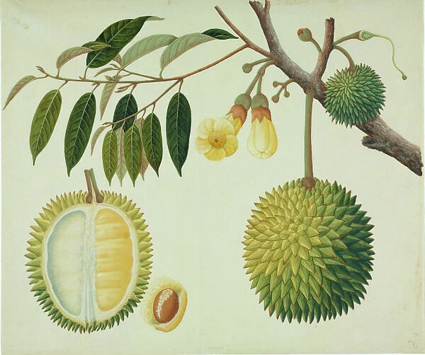 Durio zibethinus, durian fruit