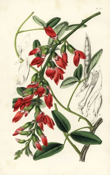 Framed Print : Dusky coral pea, Camptosema rubicundum, native to Australia Framed Print : Dusky coral pea, Camptosema rubicundum, native to Australia