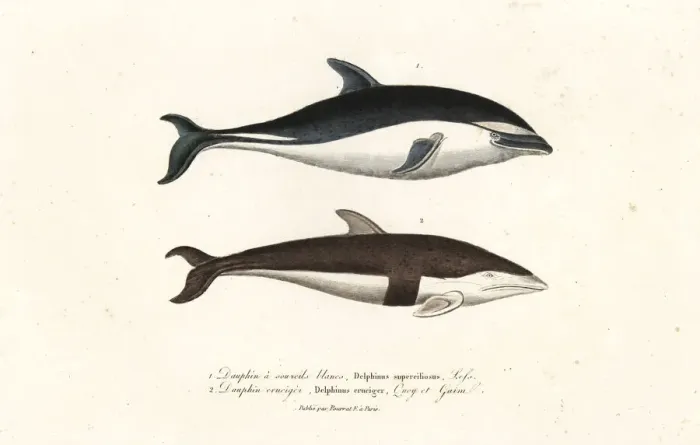 Framed Print : Dusky dolphin and hourglass dolphin Framed Print : Dusky dolphin and hourglass dolphin