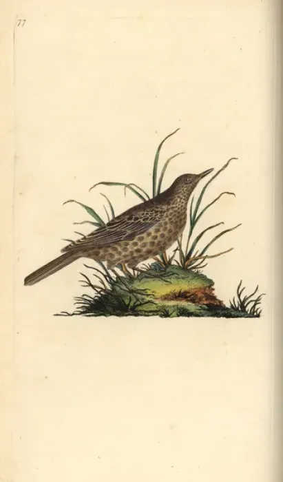 Framed Print : Dusky lark, Pinarocorys nigricans Framed Print : Dusky lark, Pinarocorys nigricans