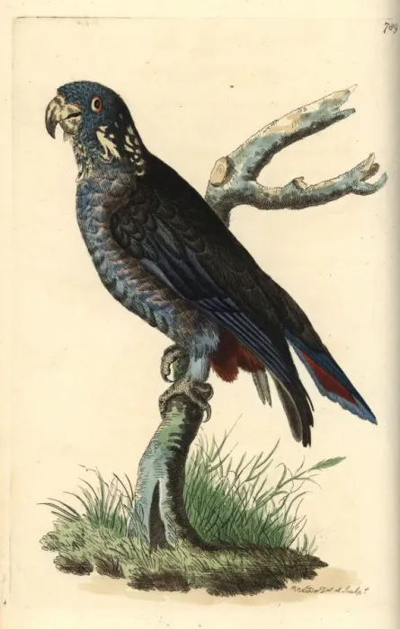Framed Print : Dusky parrot, Pionus fuscus Framed Print : Dusky parrot, Pionus fuscus