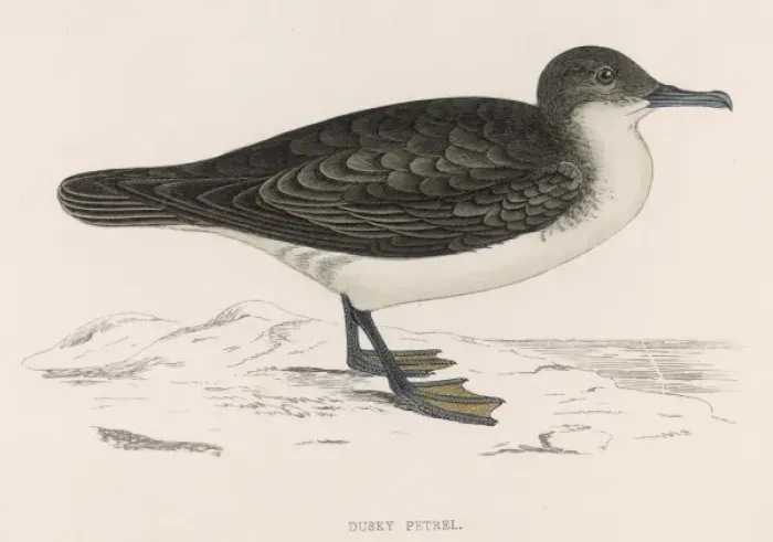 Framed Print : Dusky Petrel (Morris) Framed Print : Dusky Petrel (Morris)