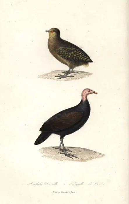 Framed Print : Dusky scrubfowl and red-billed brushturkey Framed Print : Dusky scrubfowl and red-billed brushturkey