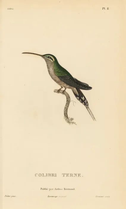 Framed Print : Dusky-throated hermit, Phaethornis squalidus Framed Print : Dusky-throated hermit, Phaethornis squalidus