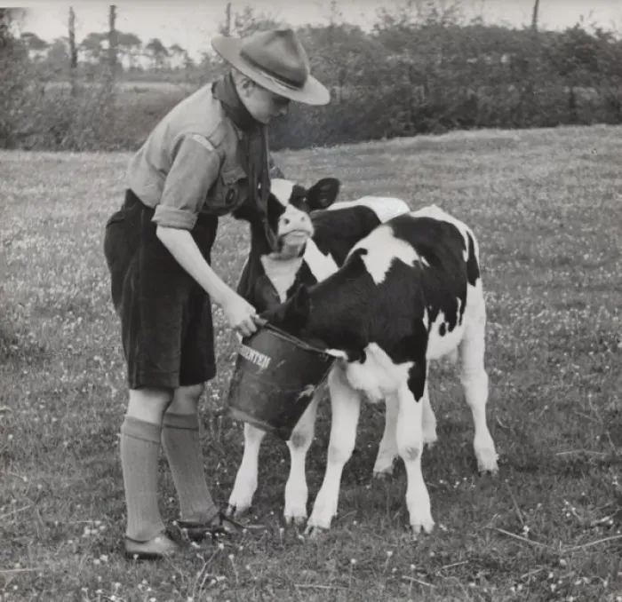 Framed Print : Dutch boy scout feeding two calves in a field Framed Print : Dutch boy scout feeding two calves in a field