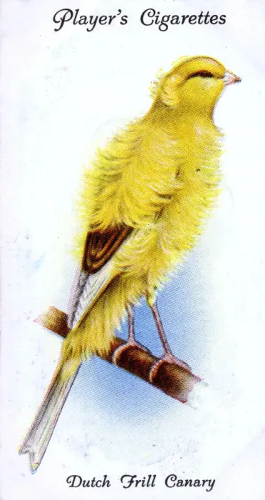 Framed Print : Dutch Frill Canary Framed Print : Dutch Frill Canary