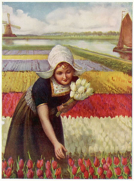 Dutch Girl & Tulips. A Dutch girl in traditional dress picks tulips near a canal