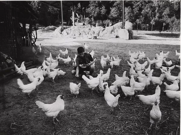 Dutch scout feeding chickens, Holland