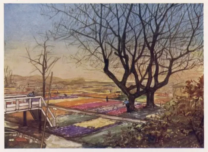 Framed Print : Dutch Tulip Fields Framed Print : Dutch Tulip Fields