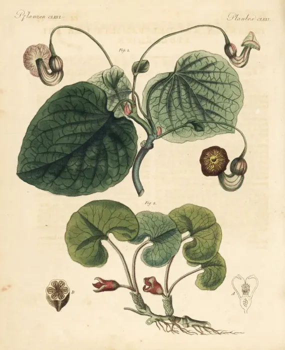 Framed Print : Dutchmans pipe and asarabacca Framed Print : Dutchmans pipe and asarabacca