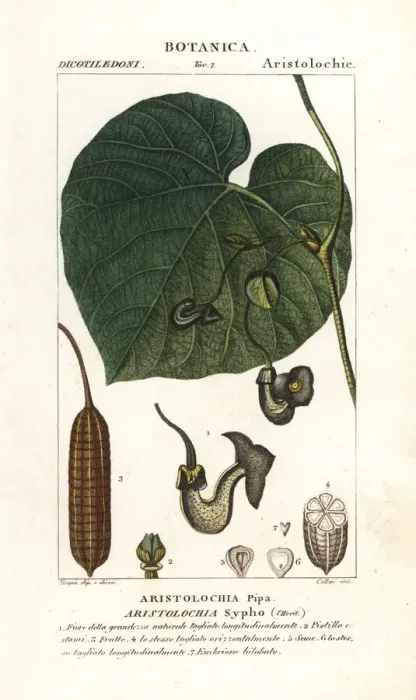 Framed Print : Dutchmans pipe or pipevine, Aristolochia macrophylla Framed Print : Dutchmans pipe or pipevine, Aristolochia macrophylla