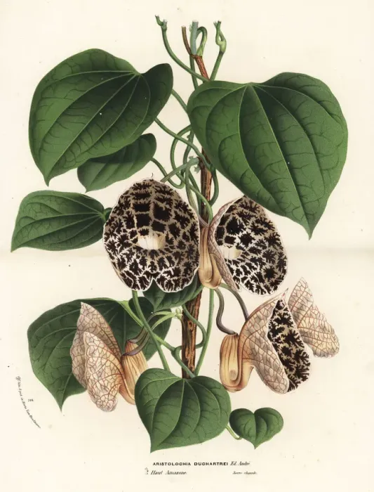 Framed Print : Dutchmans pipe species, Aristolochia ruiziana Framed Print : Dutchmans pipe species, Aristolochia ruiziana