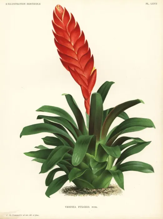 Framed Print : Duvals vriesea, Vriesea duvaliana Framed Print : Duvals vriesea, Vriesea duvaliana