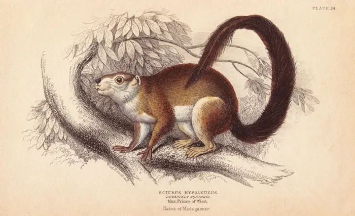 Framed Print : Duvaucels squirrel, Sciurus hypoleucus. Indian Framed Print : Duvaucels squirrel, Sciurus hypoleucus. Indian