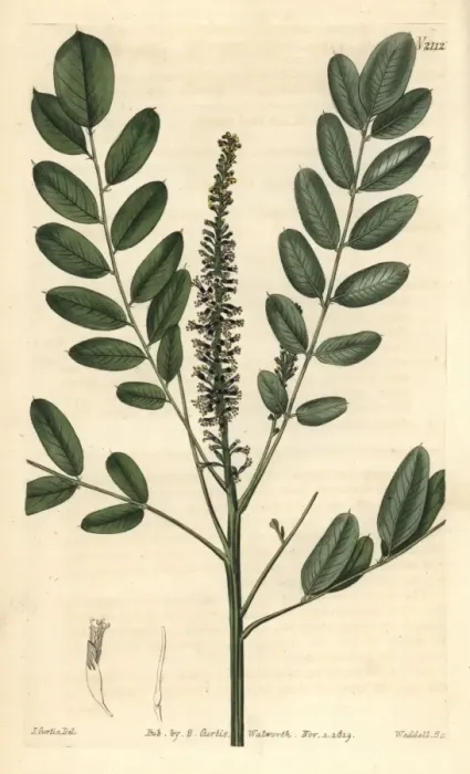 Framed Print : Dwarf bastard indigo, Amorpha nana Framed Print : Dwarf bastard indigo, Amorpha nana