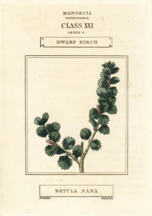Framed Print : Dwarf birch, Betula nana Framed Print : Dwarf birch, Betula nana