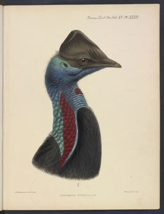 Framed Print : Dwarf cassowary by JG Keulemans Framed Print : Dwarf cassowary by JG Keulemans