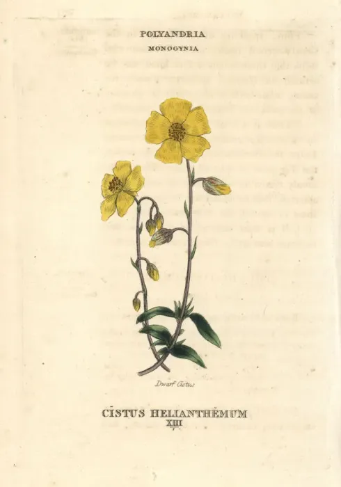 Framed Print : Dwarf cistus, Cistus helianthemum Framed Print : Dwarf cistus, Cistus helianthemum