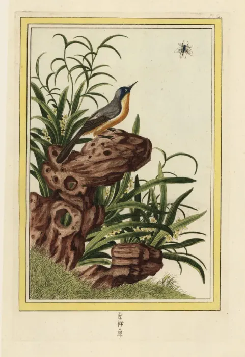 Framed Print : Dwarf daffodil, Narcissus species Framed Print : Dwarf daffodil, Narcissus species