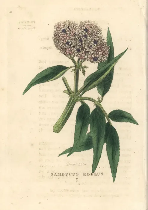 Framed Print : Dwarf elder, Sambucus ebulus Framed Print : Dwarf elder, Sambucus ebulus