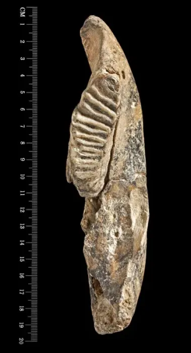 Framed Print : Dwarf elephant tooth Framed Print : Dwarf elephant tooth
