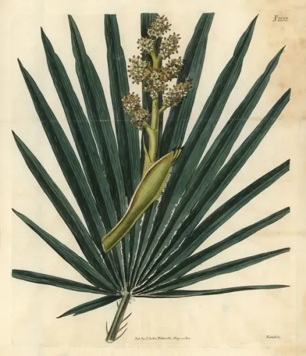 Framed Print : Dwarf fan-palm, Chamaerops humilis Framed Print : Dwarf fan-palm, Chamaerops humilis