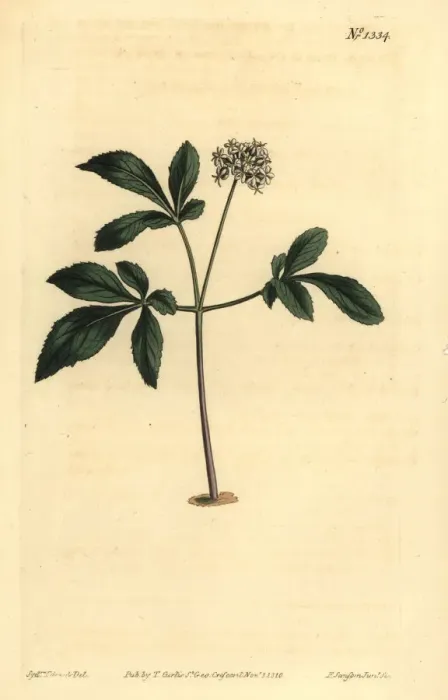 Framed Print : Dwarf ginseng, Panax trifolius Framed Print : Dwarf ginseng, Panax trifolius