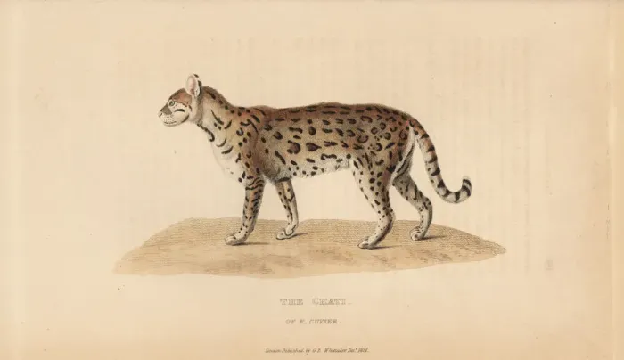Framed Print : Dwarf leopard, Leopardus pardalis mitis Framed Print : Dwarf leopard, Leopardus pardalis mitis