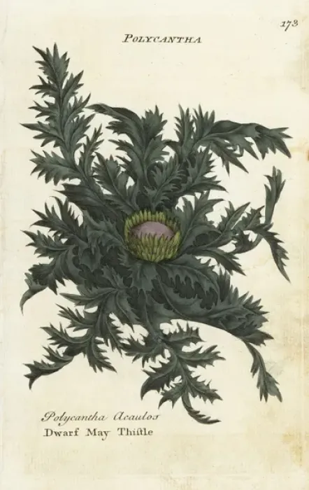 Framed Print : Dwarf may thistle, Cirsium acaule Framed Print : Dwarf may thistle, Cirsium acaule