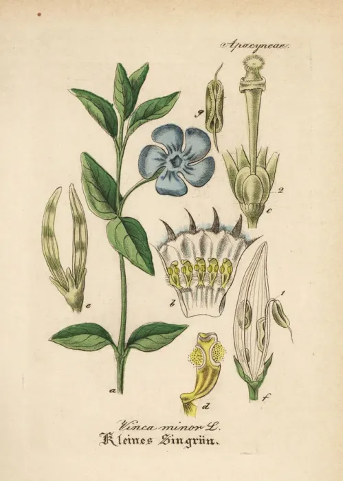 Framed Print : Dwarf periwinkle, Vinca minor Framed Print : Dwarf periwinkle, Vinca minor
